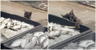 Кот-воришка пытается стянуть рыбку - mur.tv - Таиланд