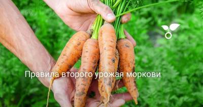 Правила второго урожая моркови - sadogorod.club
