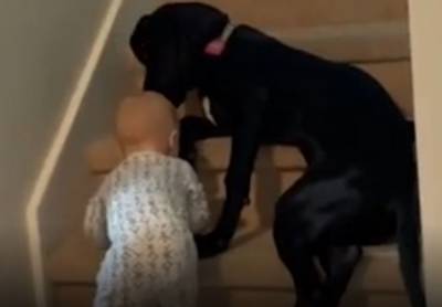 Полный восторг: щенок немецкого дога не дает малышу забраться по лестнице - mur.tv