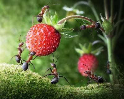 Как бороться с муравьями в саду и огороде? - lifehelper.one