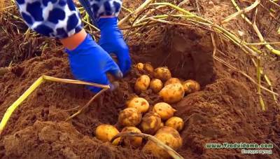 1 тонна картофеля с 1 сотки – место, сроки, подготовка участка и посадка картошки по белорусски - sadogorod.club