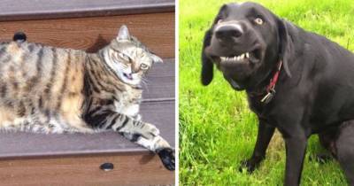 15 забавных снимков собак и котов, которые забыли включить режим фотогеничности и всех повеселили - mur.tv