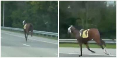 Скаковая лошадь сбежала с ипподрома - mur.tv - Usa - штат Кентукки - county Ellis