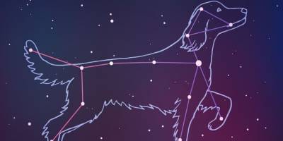 Ваша собака, астрология и гороскопы: о чем расскажут звезды - mur.tv