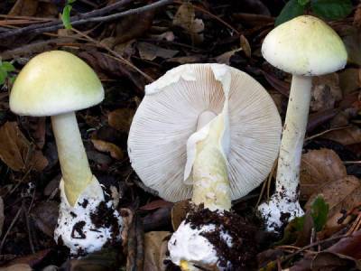 7 ядовитых грибов и что произойдёт, если вы их съедите - porosenka.net - Рим - Римская Империя