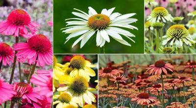 Эхинацея - популярное растение для вашего цветника: сорта с фото и все секреты выращивания - sadogorod.club