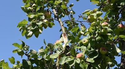 Что делать, если под тяжестью урожая сломалась ветка яблони, сливы или груши - sadogorod.club