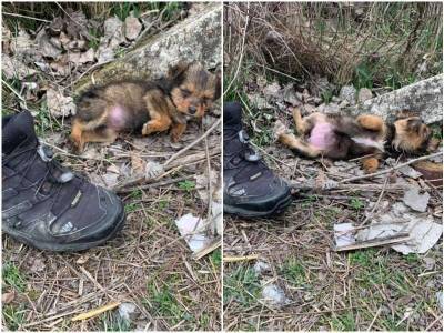Мужчина заметил среди мусора щенка, лежащего в ботинке - mur.tv - Сербия