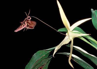 Как бабочка спасла орхидею? - lifehelper.one - Мадагаскар
