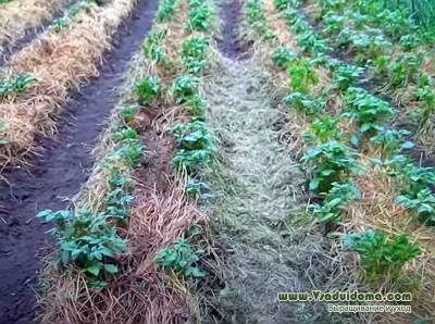 Выращивание картофеля на Северо-Западе в спаренных рядках – мои советы и отзывы - sadogorod.club