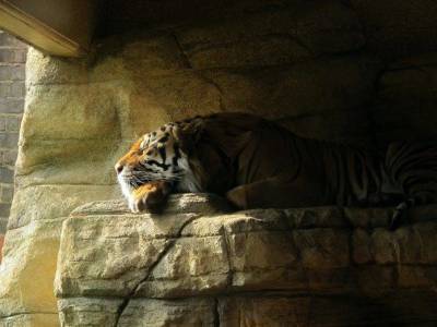 Вот почему тигры – прирожденные убийцы из мира животных - lifehelper.one