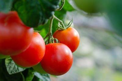 Нужно ли поливать помидоры, когда они уже краснеют: ошибки огородников - sadogorod.club