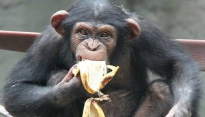 Бельгийский зоопарк запретил женщине навещать шимпанзе, с которым у нее «роман» - fokus-vnimaniya.com - Чита