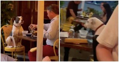 Хозяин привел собаку на свидание в ресторан, чем покорил пользователей соцсетей - mur.tv