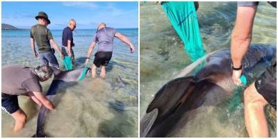 В Ирландии спасатели помогли дельфину вернуться в воду - mur.tv - Ирландия