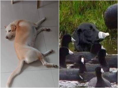 20 заряжающих позитивом фото собак, которые скрасят ваш день - mur.tv