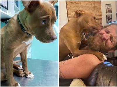 До и после: 15 трогательных фото животных, которым подарили новую жизнь - mur.tv