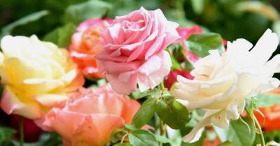 А запах! ТОП-9 самых ароматных цветов для вашего сада - sadogorod.club - Виноград