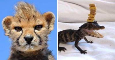 14 очаровательных снимков малышей животных, которые вскоре вырастут в очень опасных типов - mur.tv