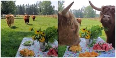 Хозяева устроили для своих коров пикник с угощениями - mur.tv - Сша - штат Айдахо