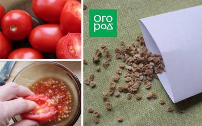 Ферментируем и обеззараживаем семена томатов в сенной палочке: пошаговая инструкция - sadogorod.club