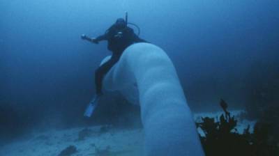Невероятное существо Пиросома: 15-ти метровая призрачная сосиска - porosenka.net