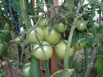 Лунный календарь садовода: собираем зелёные томаты - sadogorod.club