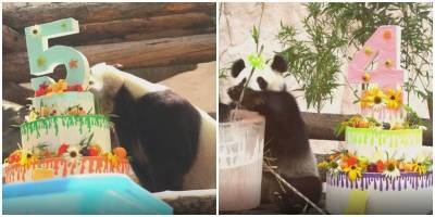Самые знаменитые панды России отметили свои дни рождения - mur.tv - Россия