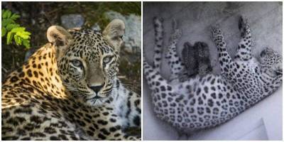 На Кавказе родились котята леопарда - mur.tv