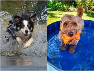 Лучшие водные развлечения для собаки летом - mur.tv