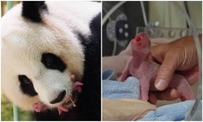 Франция радуется рождению малышей панд - porosenka.net - Китай - Франция