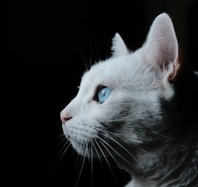 Как работает слух у кошек: удивительные факты, о которых вы и не догадывались - mur.tv