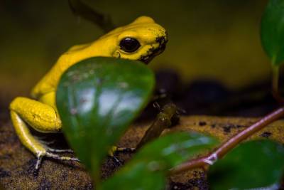 Где живёт самая ядовитая в мире лягушка? - shkolazhizni.ru - Колумбия