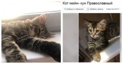 В Краснодарском крае выставили на продажу православного кота - porosenka.net - Краснодар - Краснодарский край