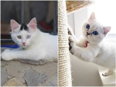 Почему белые кошки больше склонны к глухоте - mur.tv