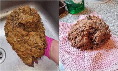 На стройке нашли зверька, который был полностью покрыт глиной - porosenka.net - Англия