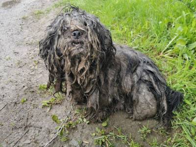 Спасатели вырвали собаку у жестокого хозяина: берите, не жалко! - mur.tv - Польша