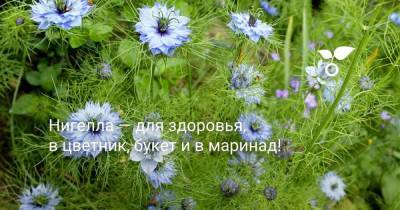 Нигелла — для здоровья, в цветник, букет и в маринад! - sadogorod.club - Украина