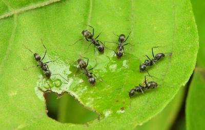 Как избавиться от муравьев на грядке в теплице: вот что нужно делать - sadogorod.club