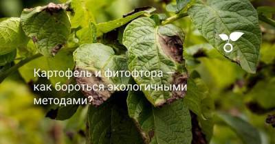 Картофель и фитофтора — как бороться экологичными методами? - sadogorod.club