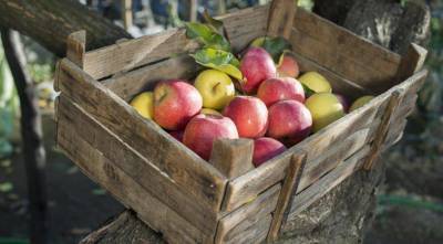 5 лучших способов хранения яблок на зиму - sadogorod.club