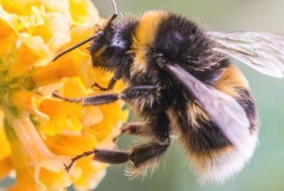 Одиночные пчёлы для лучшего опыления садов – наше будущее - sadogorod.club