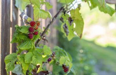 Как ухаживать за малиной осенью, чтобы в следующем году собрать богатый урожай ягод - sadogorod.club