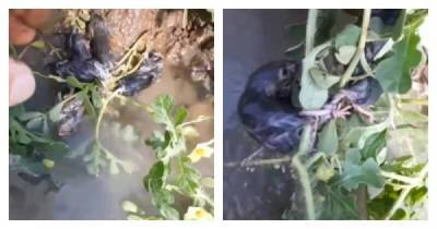 Мужчина нашёл редчайшего живого «крысиного короля» - porosenka.net