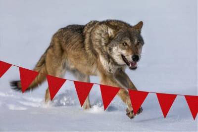 Почему волки так боятся красных флажков - mur.tv
