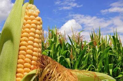 Как варить кукурузу, чтобы она получалась нежной, сочной и вкусной? - lifehelper.one