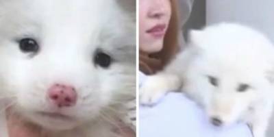 Госпожа Ван – ветеринару: «Почему мой шпиц не научился лаять?» - mur.tv - Китай