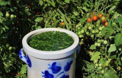 Как можно использовать ботву томатов с выгодой для сада и огорода - sadogorod.club