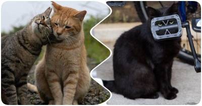 Японский фотограф показывает, что уличные коты заслуживают любви не меньше, чем домашние - mur.tv