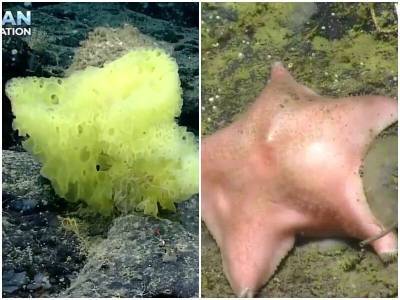 Роберт Спанч - Биологи нашли в океане реальных Губку Боба и Патрика - mur.tv